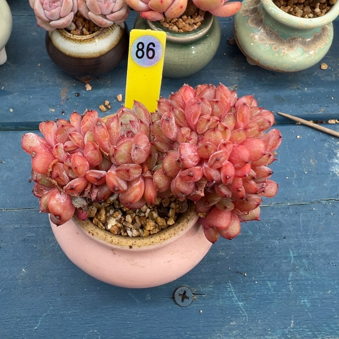 d***686号白胖子缀带盆土