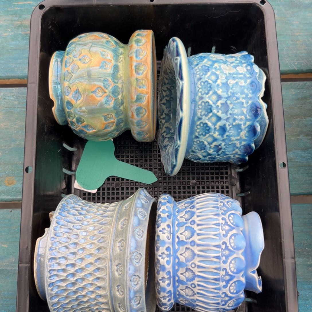 多肉精选编号0116.169