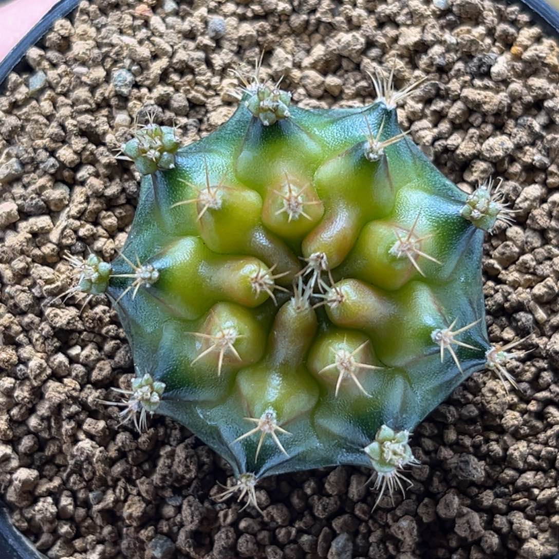 抹茶 米哈仙人球 