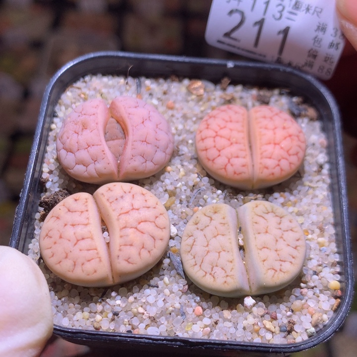 精品生石花113.211