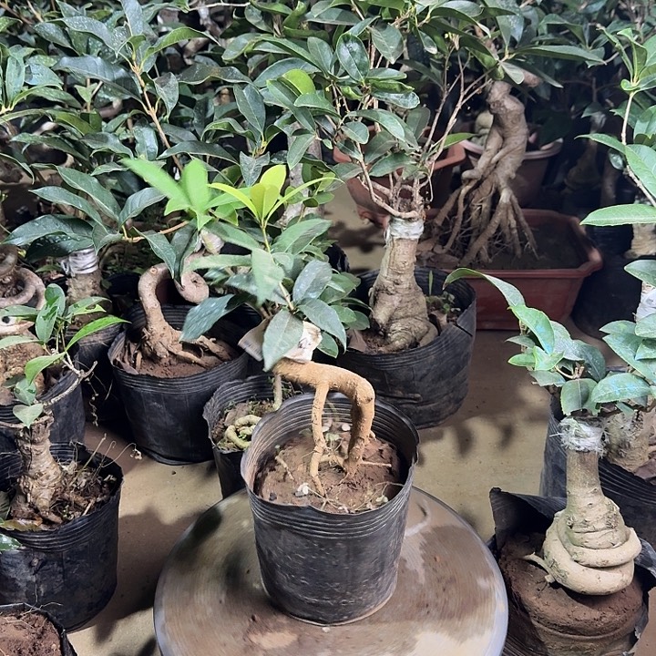 无花朵桂花开始开花啦了