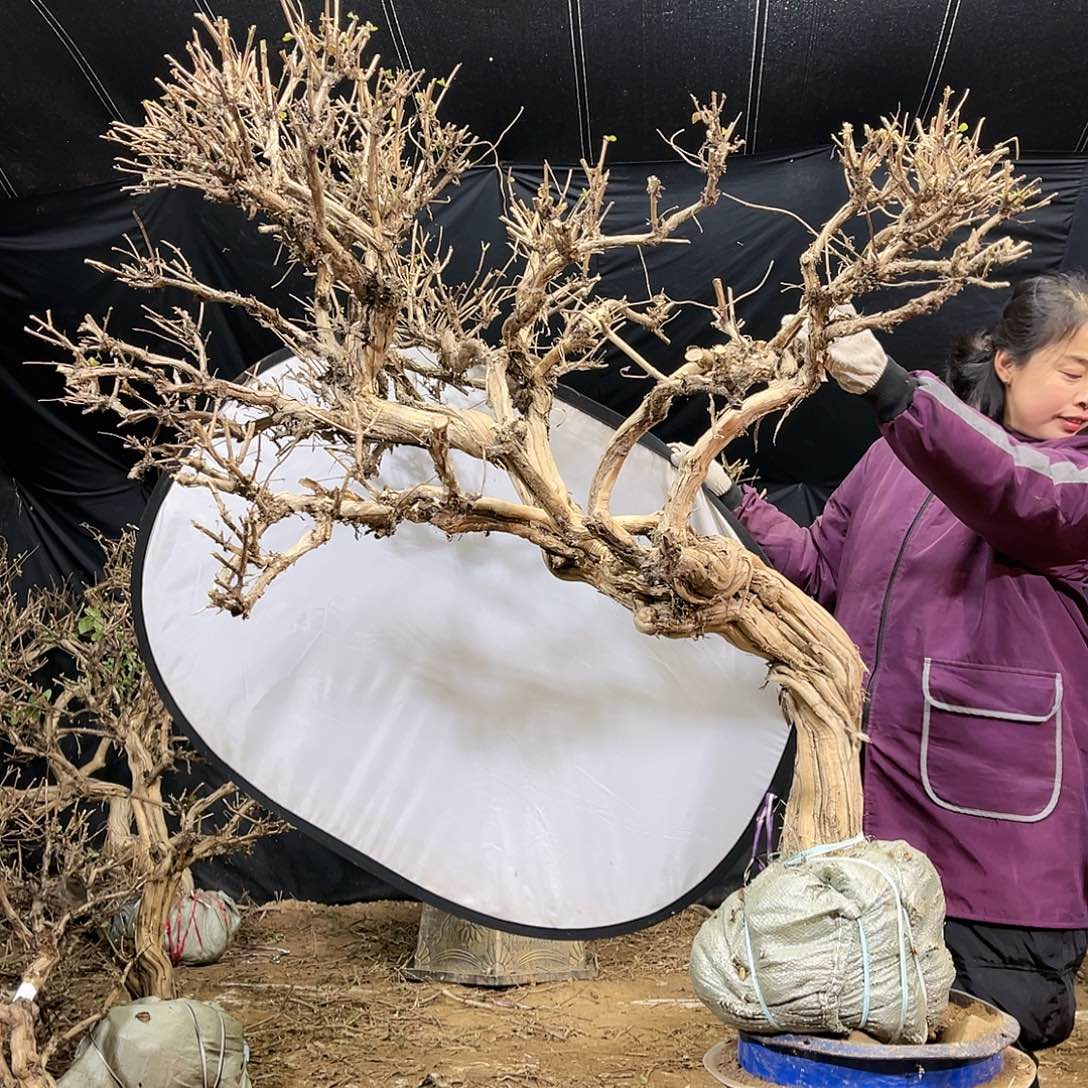 金银花的故事是一个人