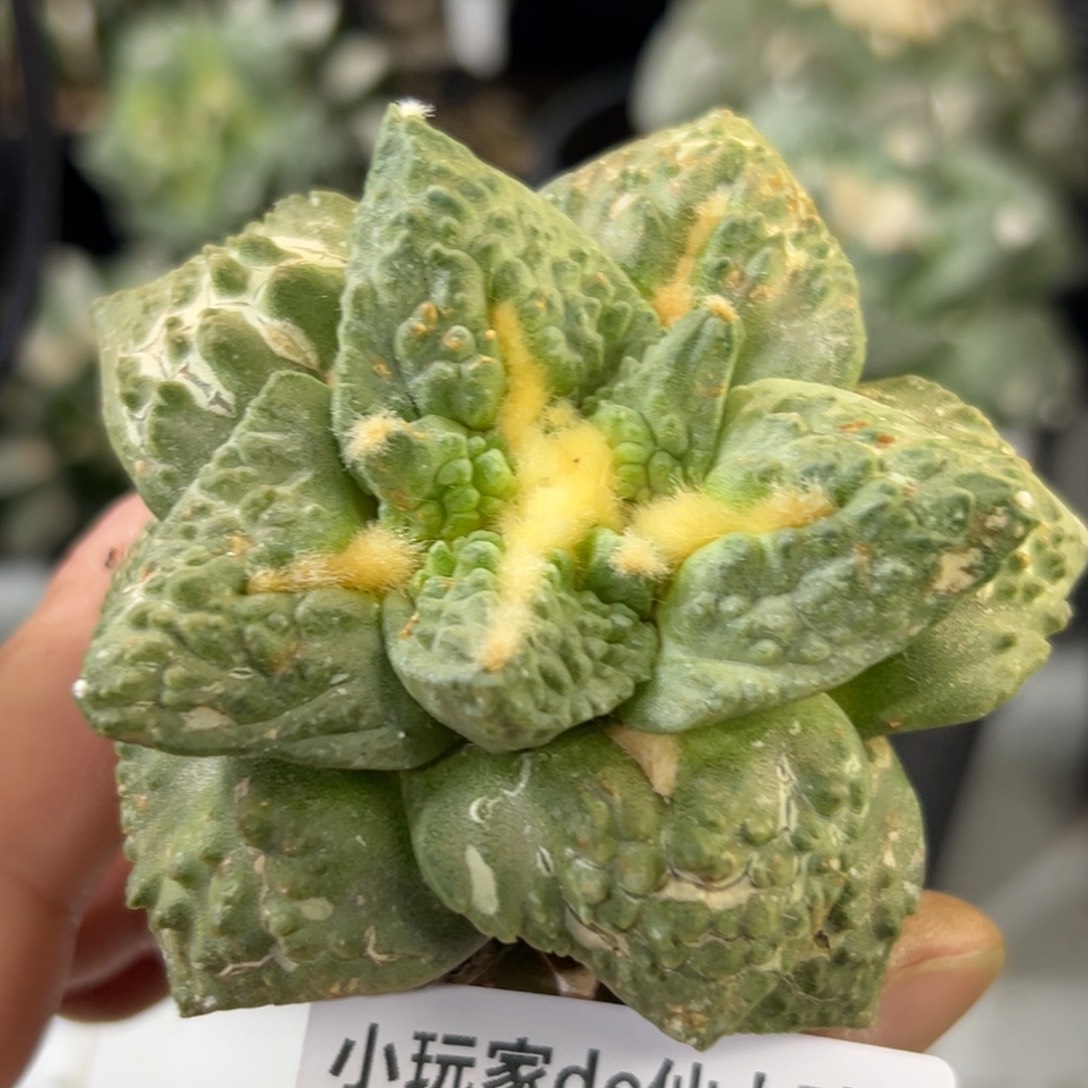 514 仙人球的牡丹啊