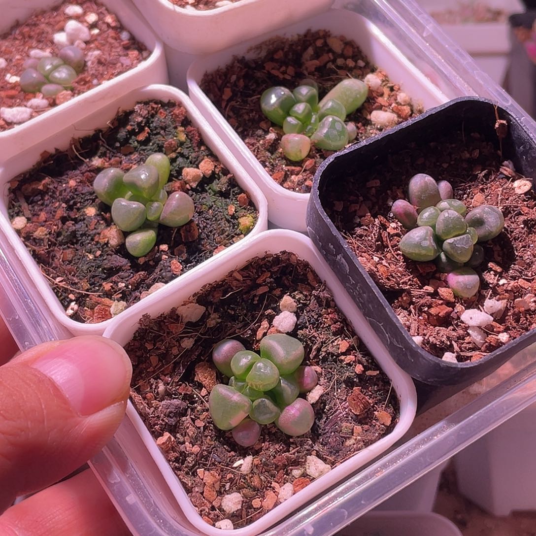 小****五十玲玉锦特价包邮