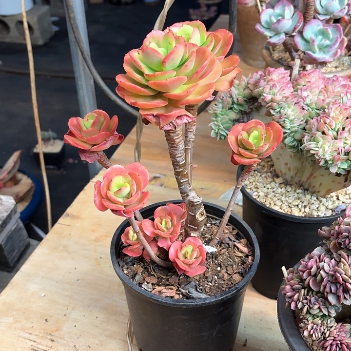 多肉植物，红梅一颗