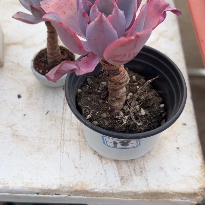 舞***韵一物一拍晚霞多肉18