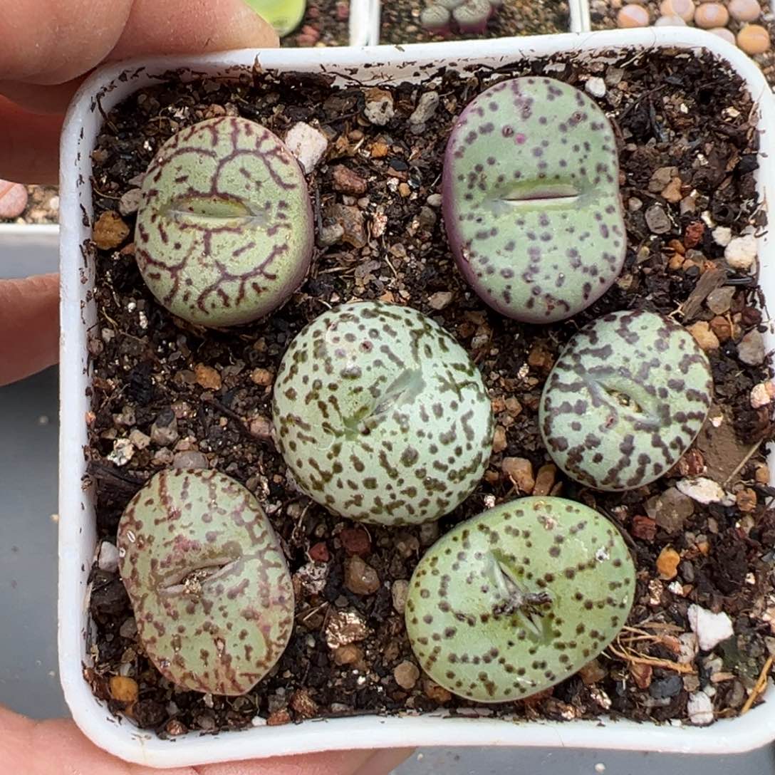 2.7好看的多肉832