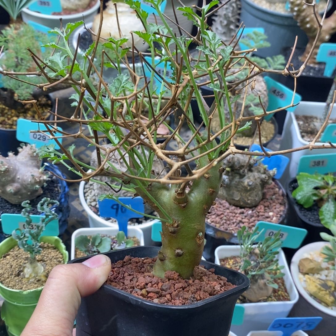 海茴香叶杨奎多肉植物