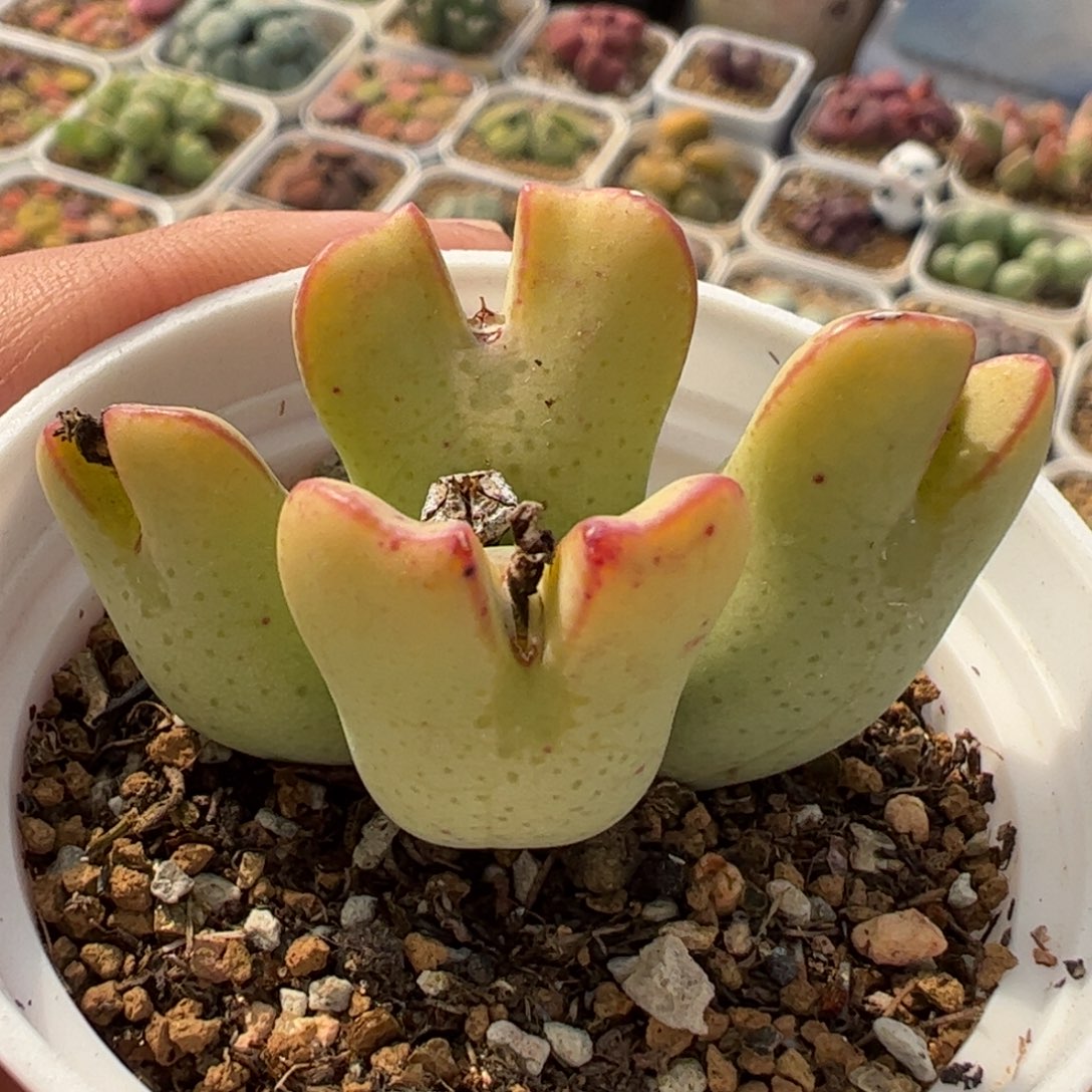 863多肉植物组合