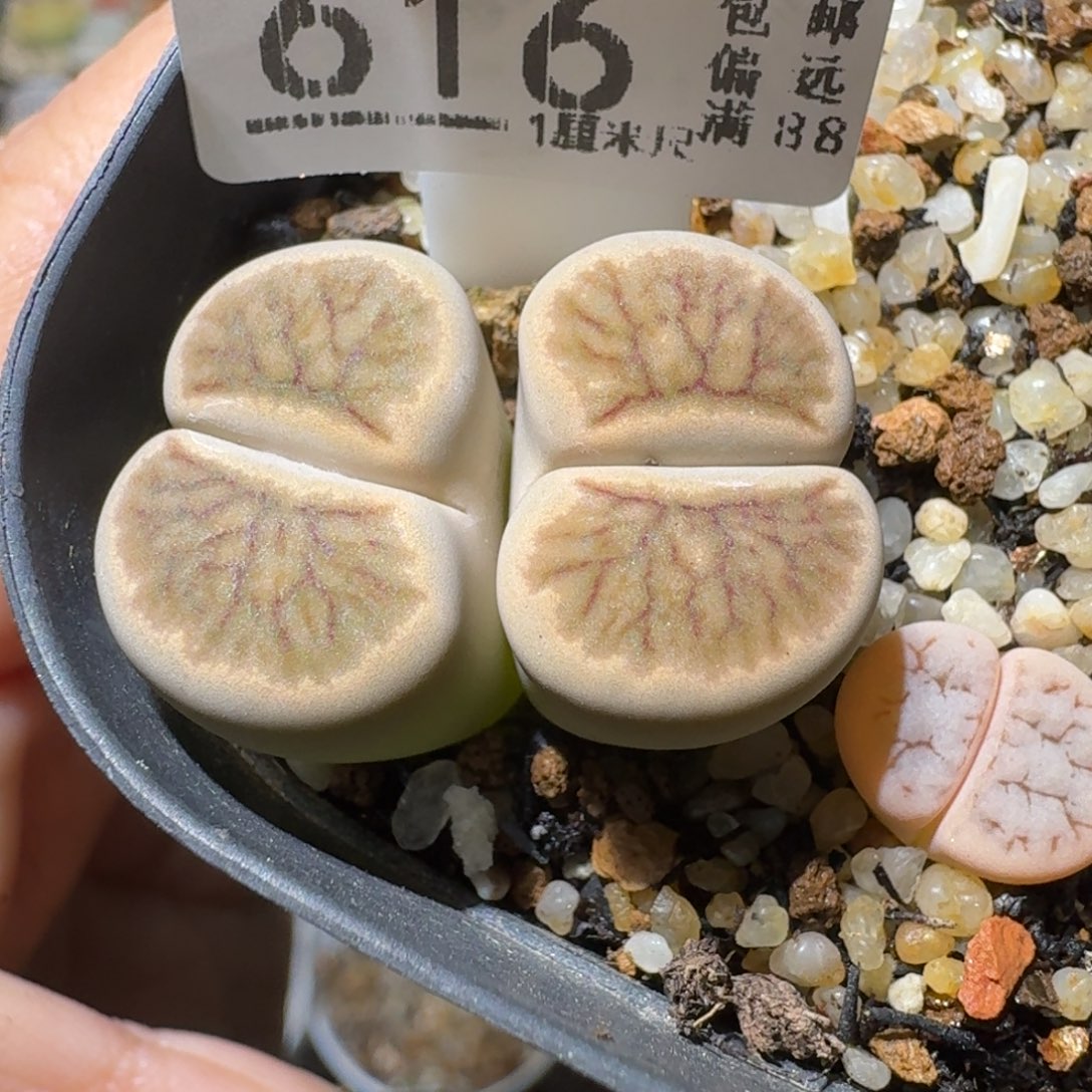 老板美货高品质货616