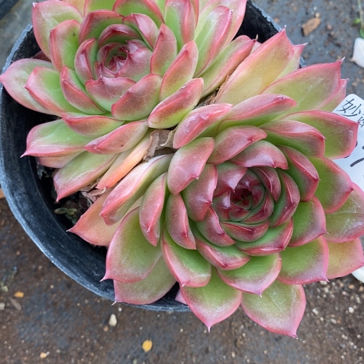 379杂交老桩基地～11厘米