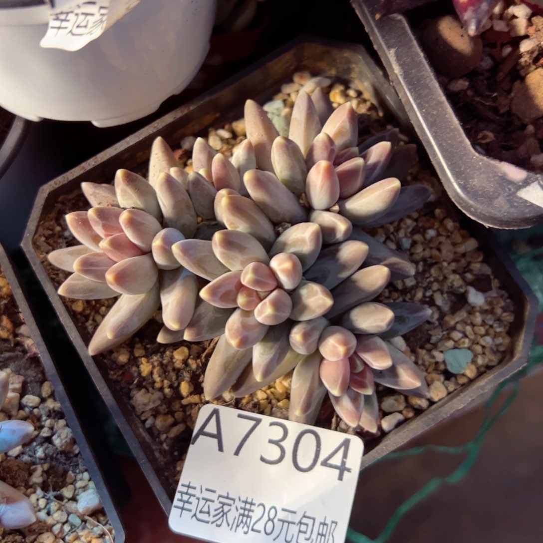 幸运的是我的朋友们