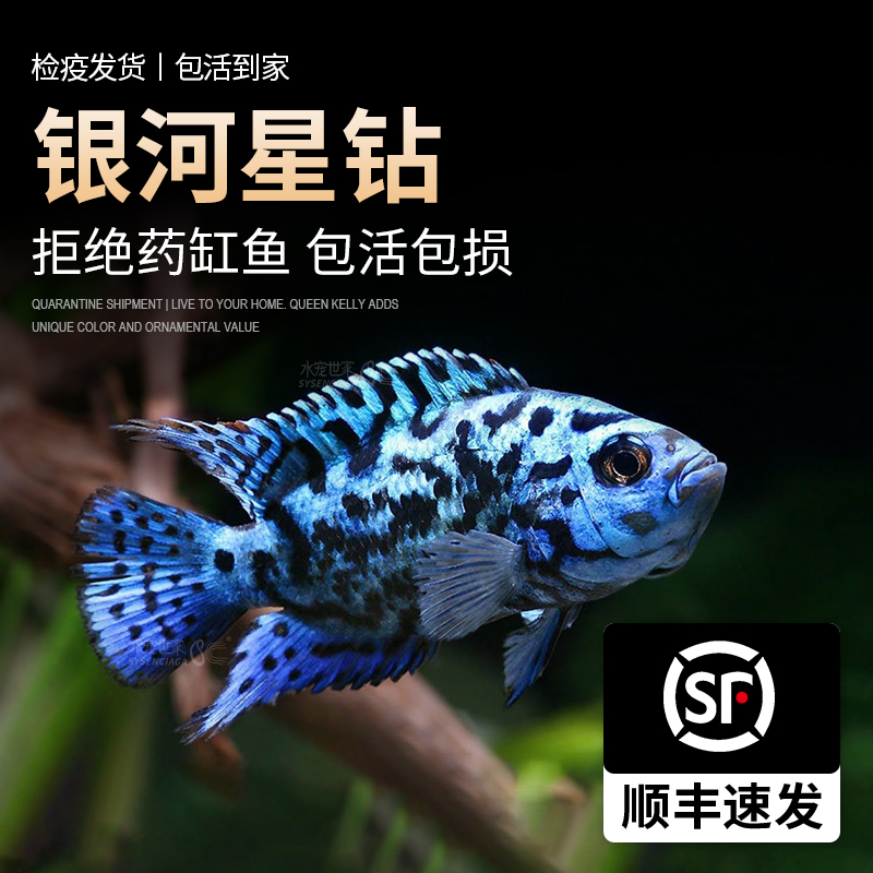 水宠世家银河星钻慈鲷鱼美洲慈鲷三湖慈鲷新手好养易活短鲷淡水热