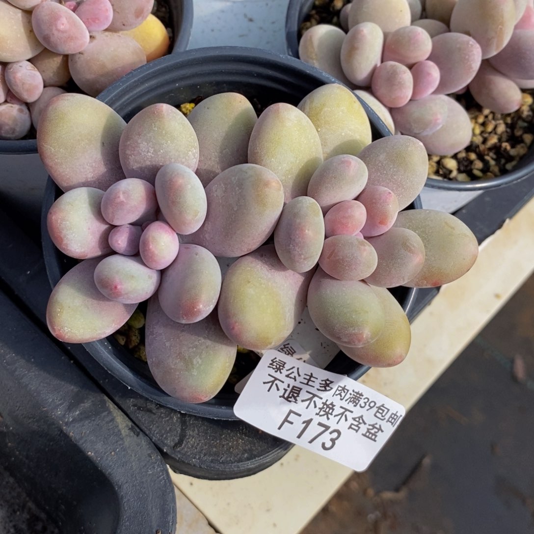 蛋黄奶酪173/8v m