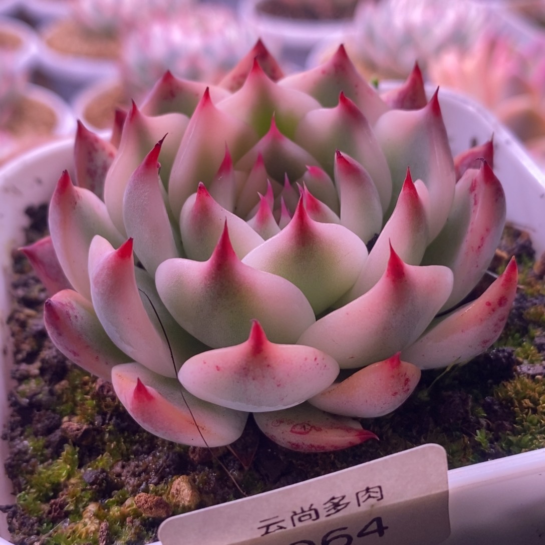1064吉娃娃锦 多肉植物