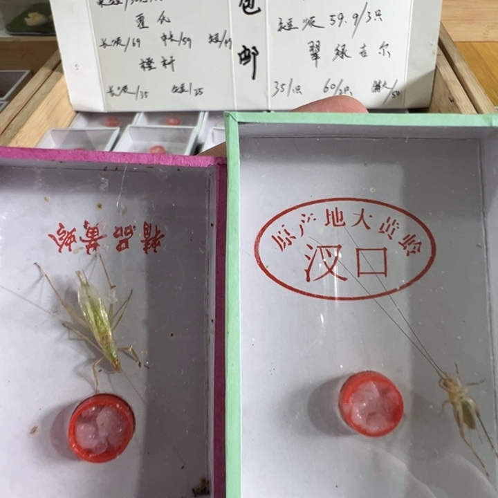 精品套餐长须野采大黄龄加安徽紫竹林