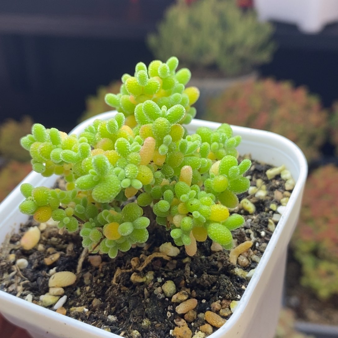 617号蜜橘糖球枝干多肉