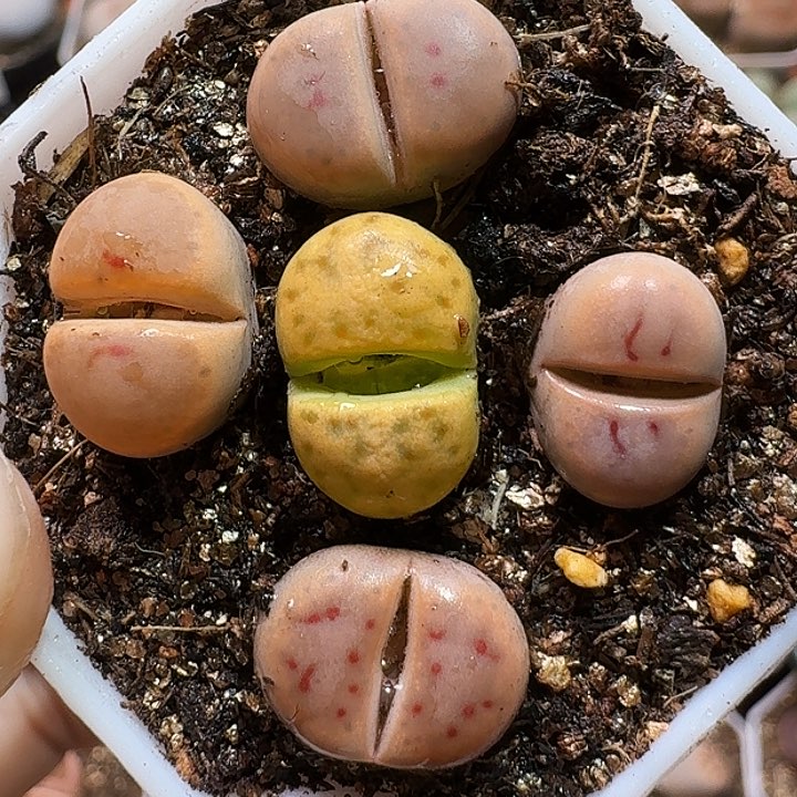 生石花111111111。 119