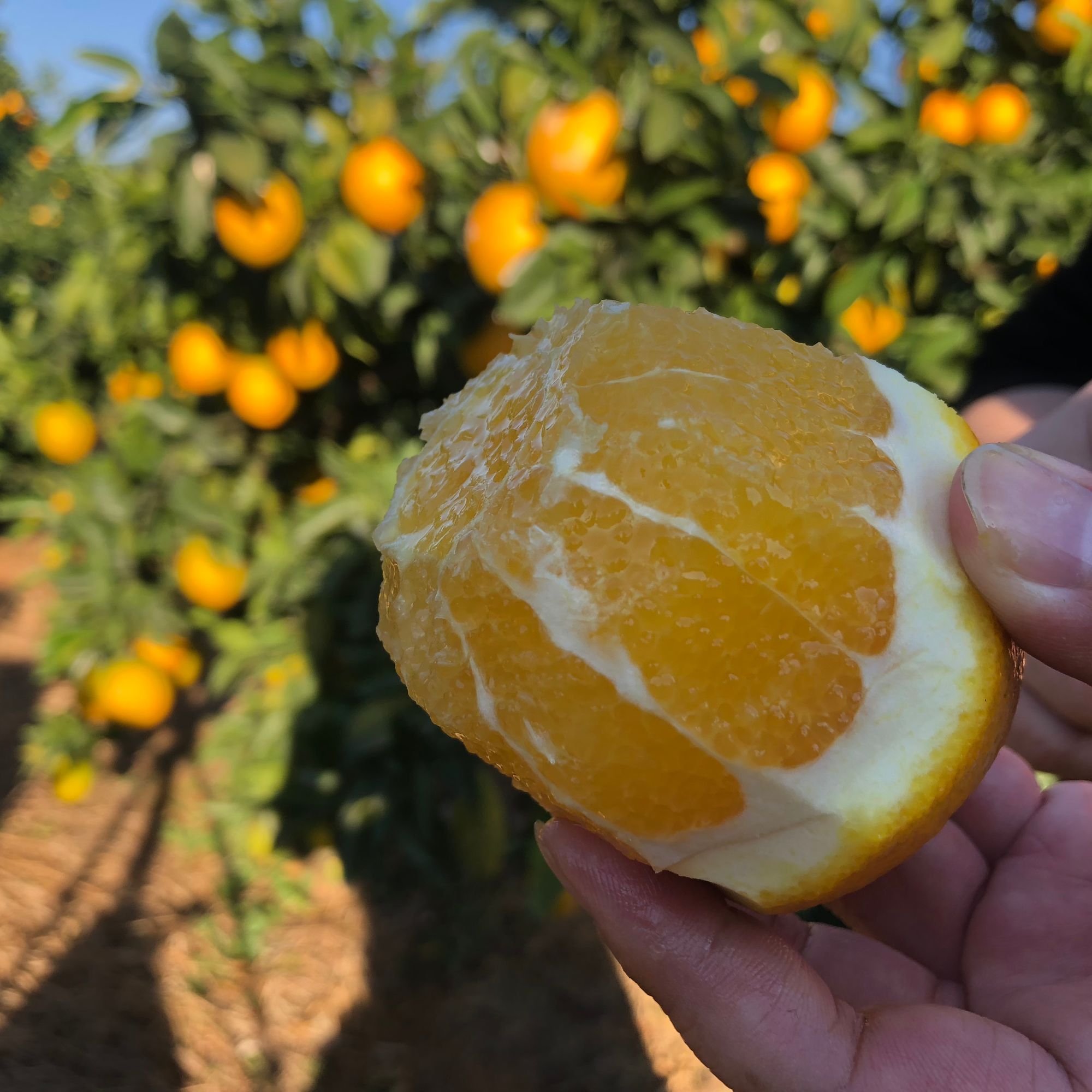 9斤赣南脐橙江西果园赣州直发橙现摘现发新鲜应季细嫩多汁维C水果