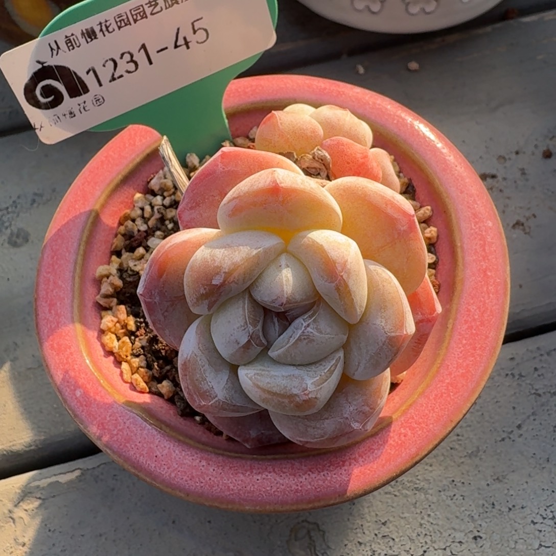 从前慢多肉精选编号1231.45