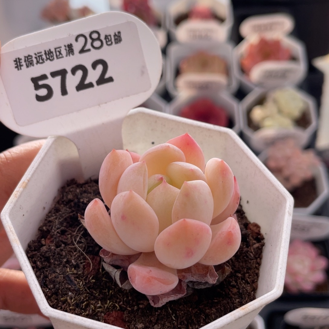 海盐薄荷5722-4.0厘米