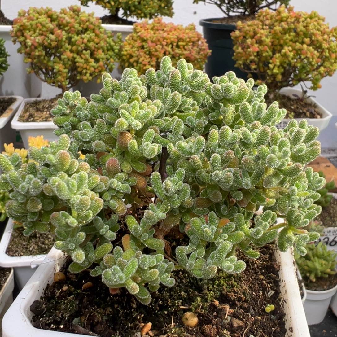 D3782冰晶一物一拍