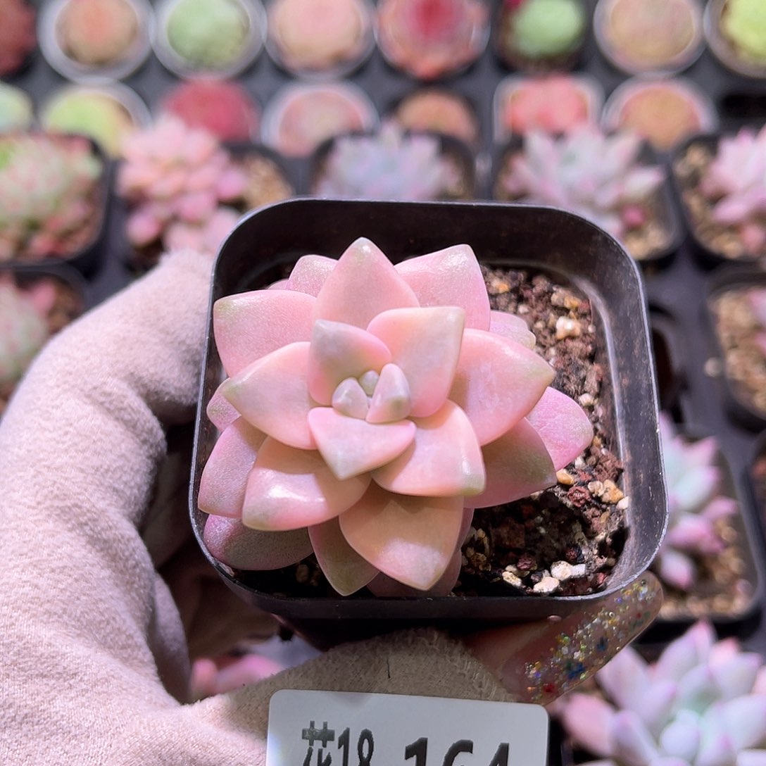 花利美18-164美杏锦