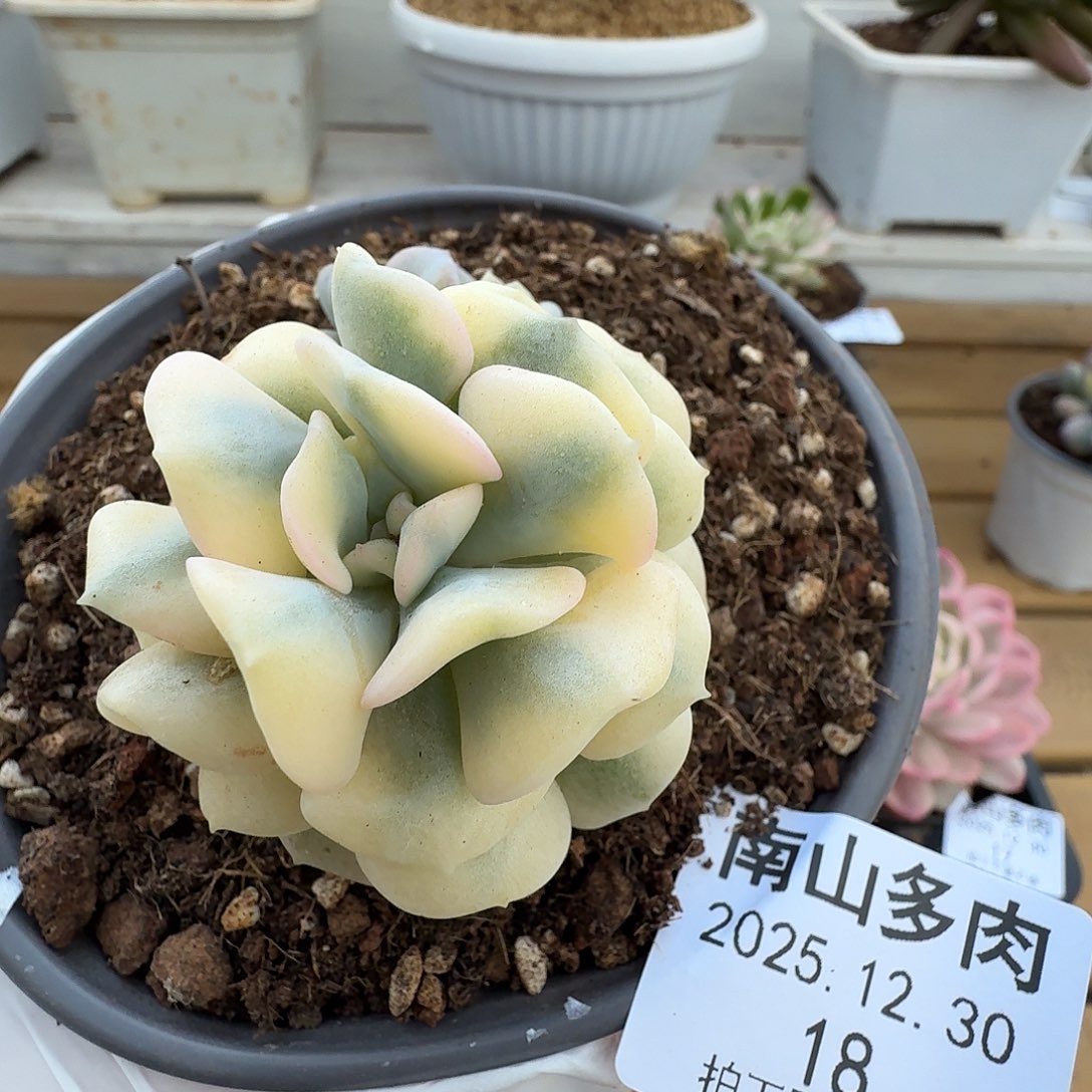 雪精灵锦111230-18