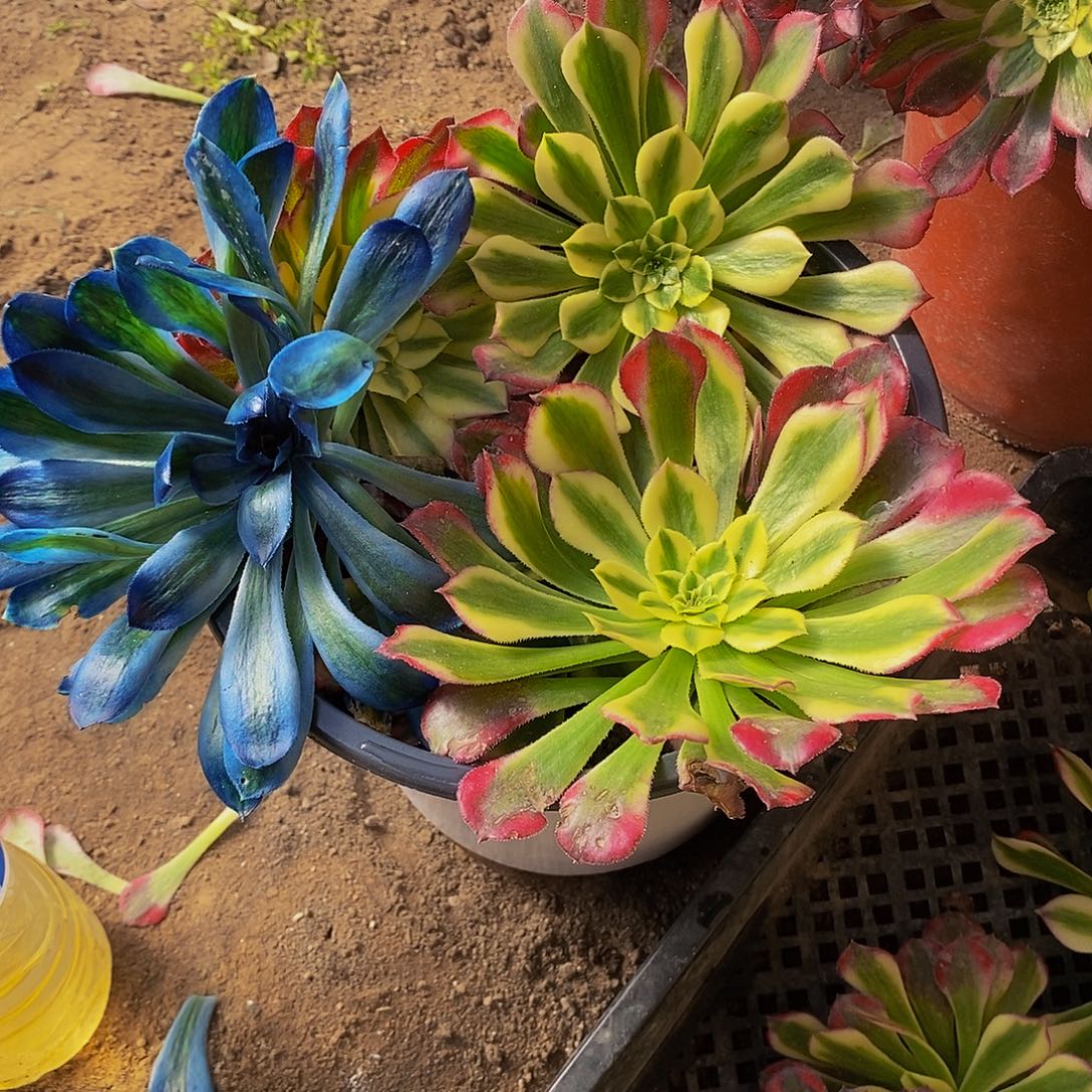 法师新品砍头苗6棵