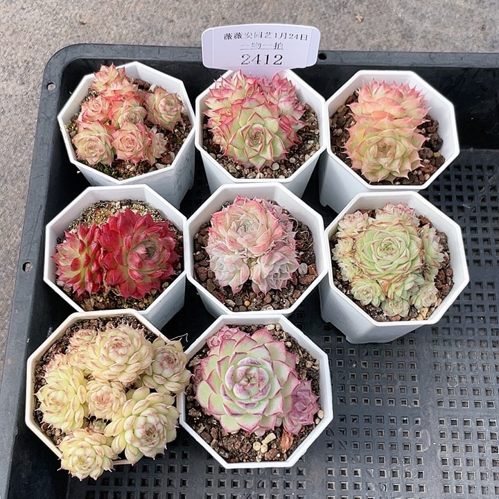 薇薇安园艺多肉2412