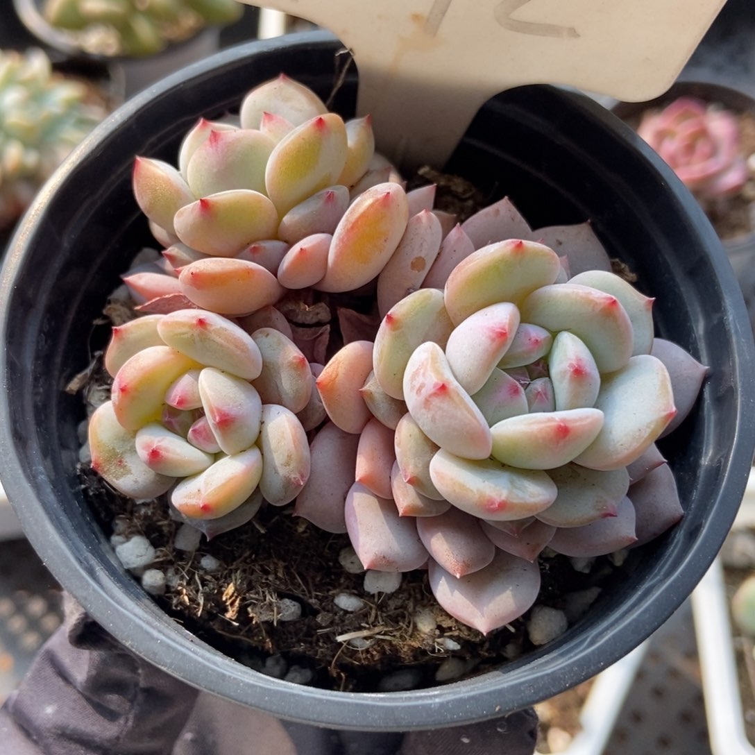 1012玉芙蓉多肉植物保护