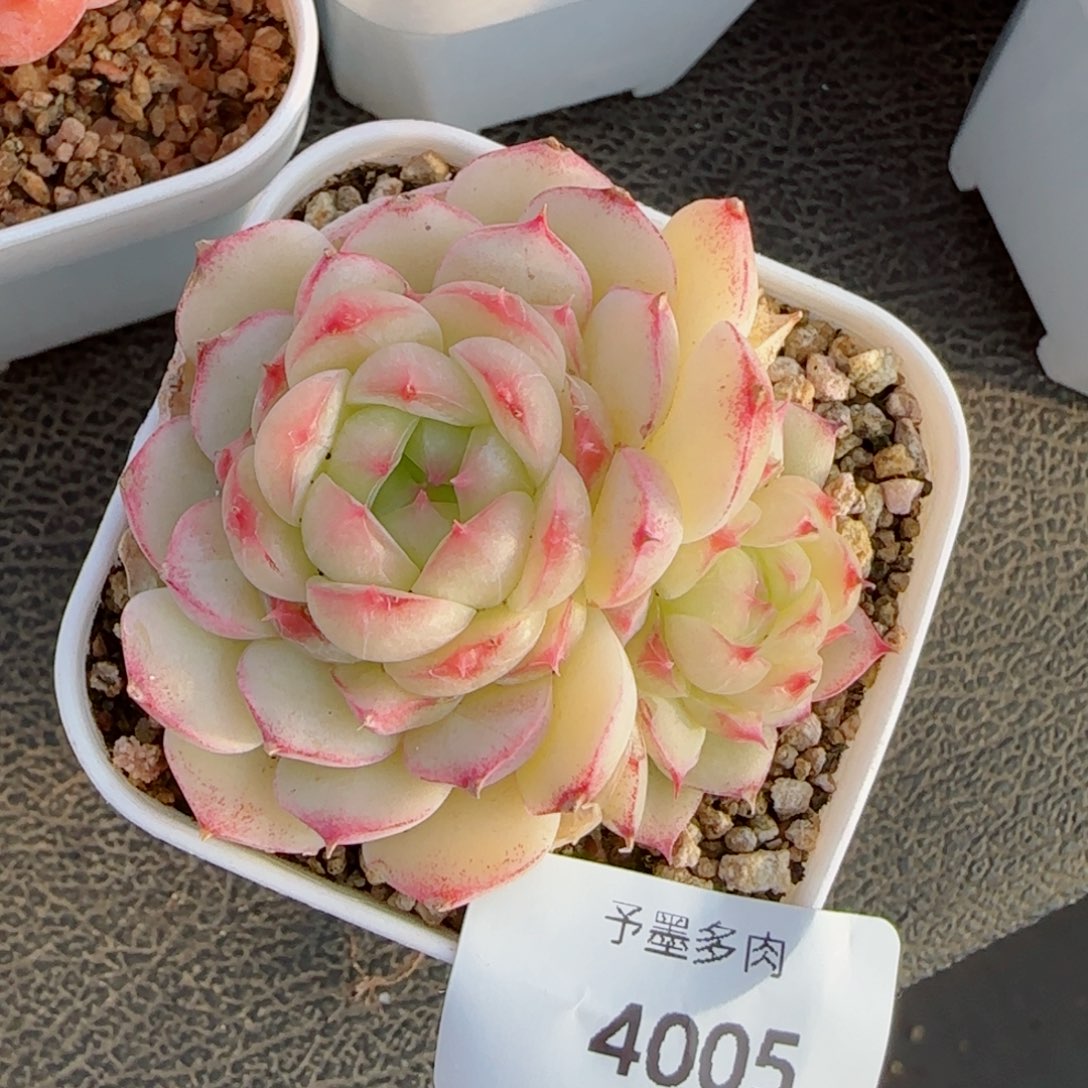 孤品珍妮，4005多肉植物