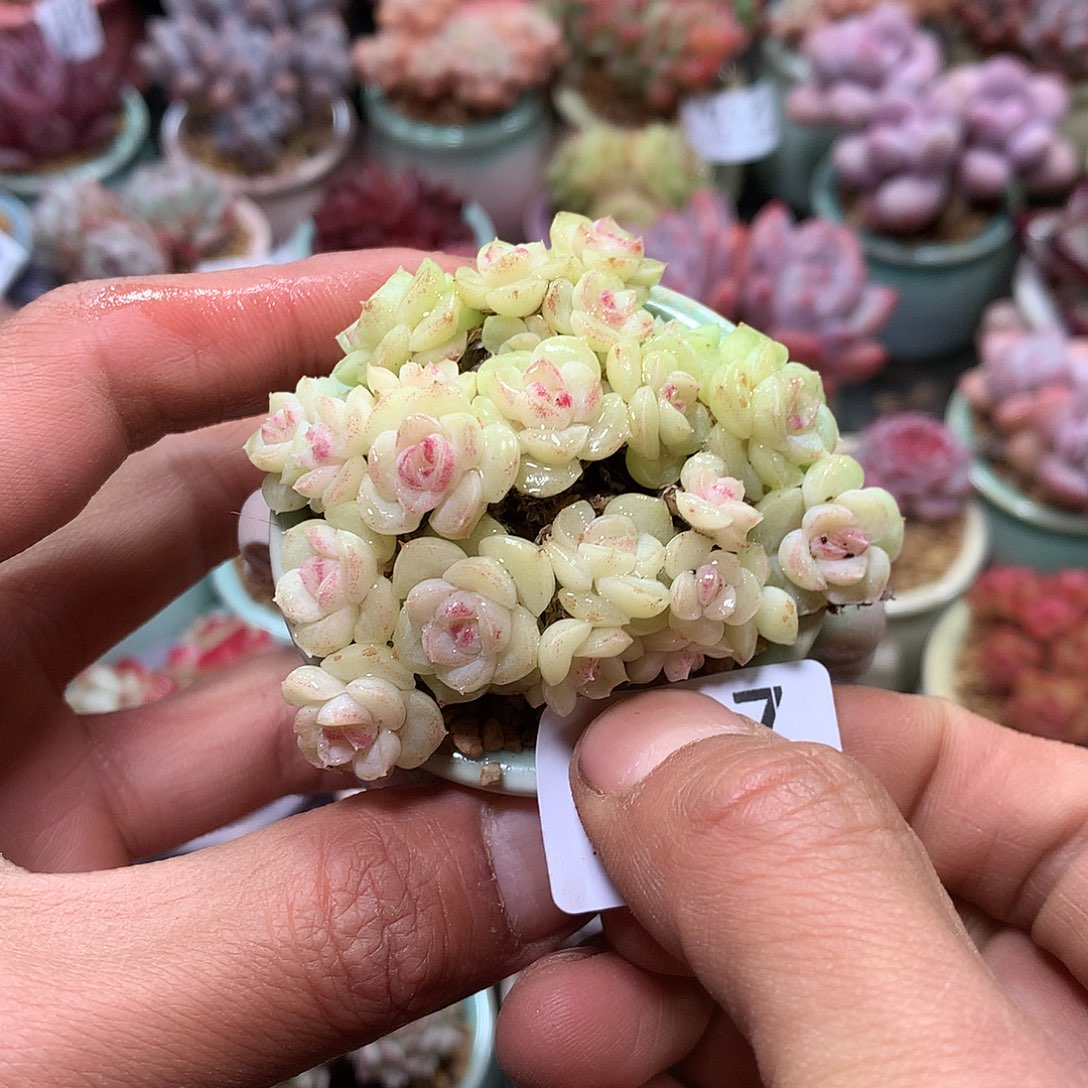 精控拇指盆12.11837