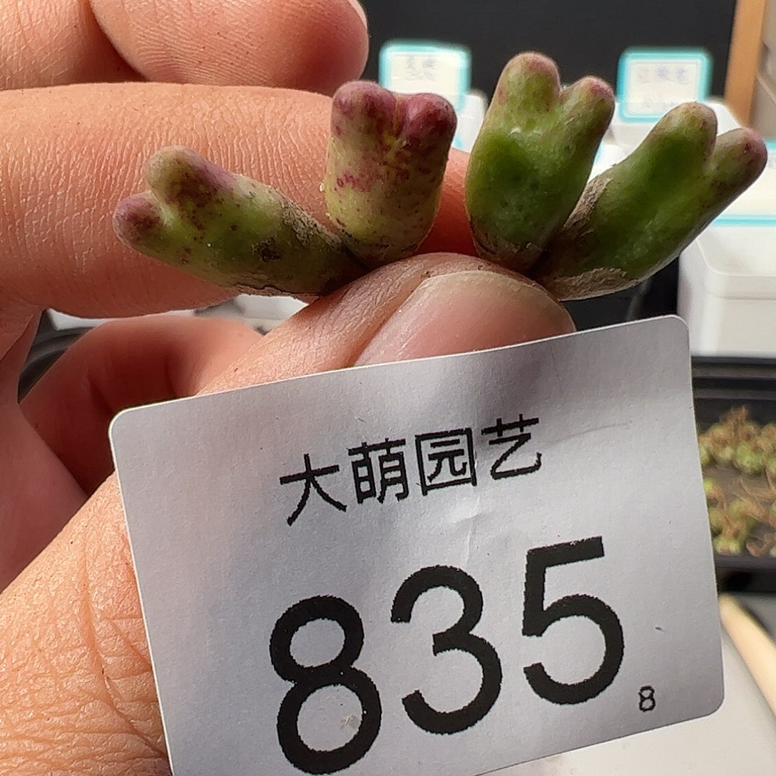 0000835 一物一拍……