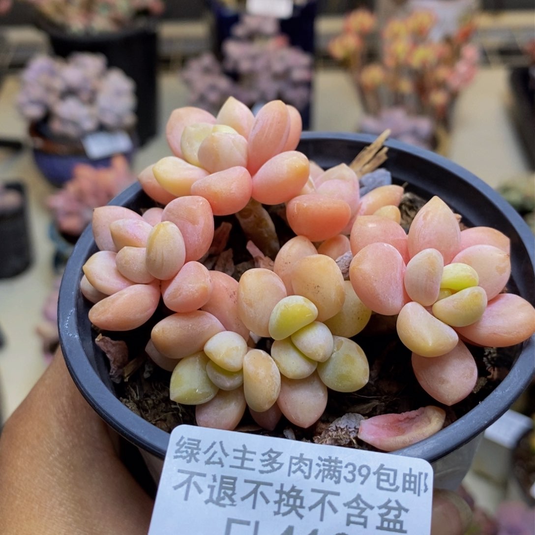 419橘子香水多肉6cm