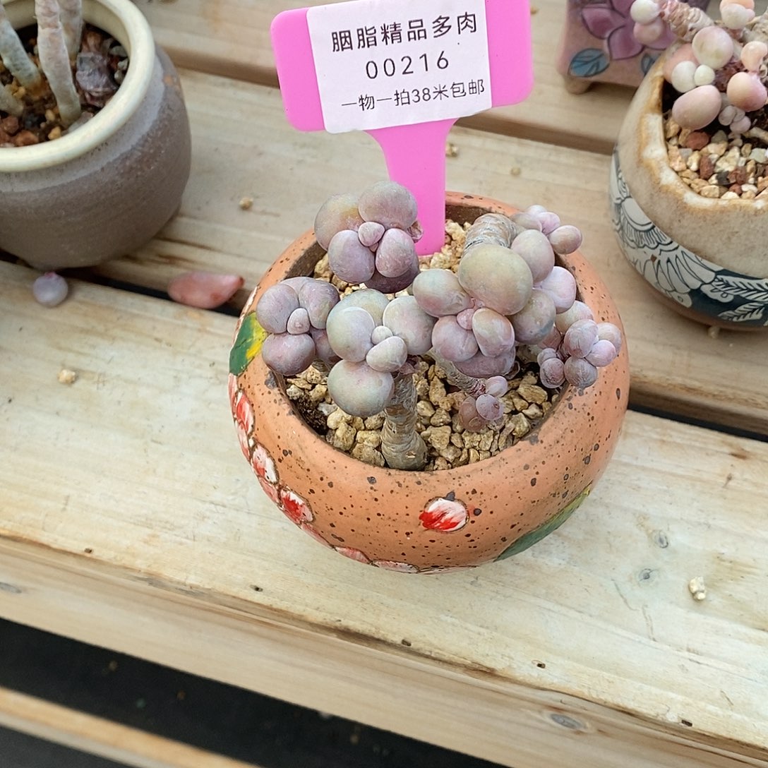 216桶里咯额均嗯小雨