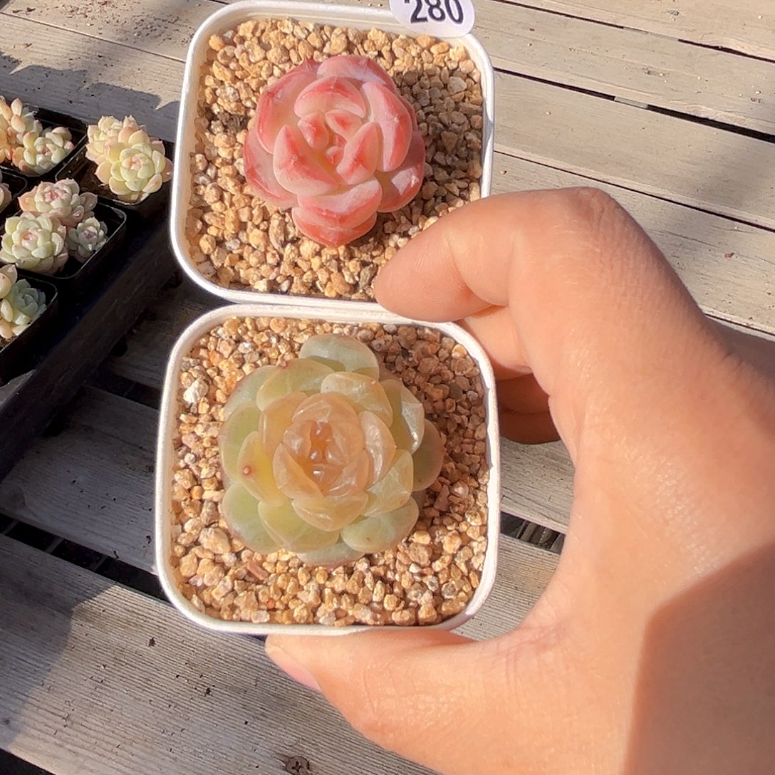 小****280 新品2个  满18包邮