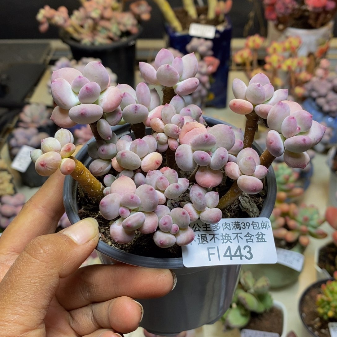 443苹果奶四代多肉散