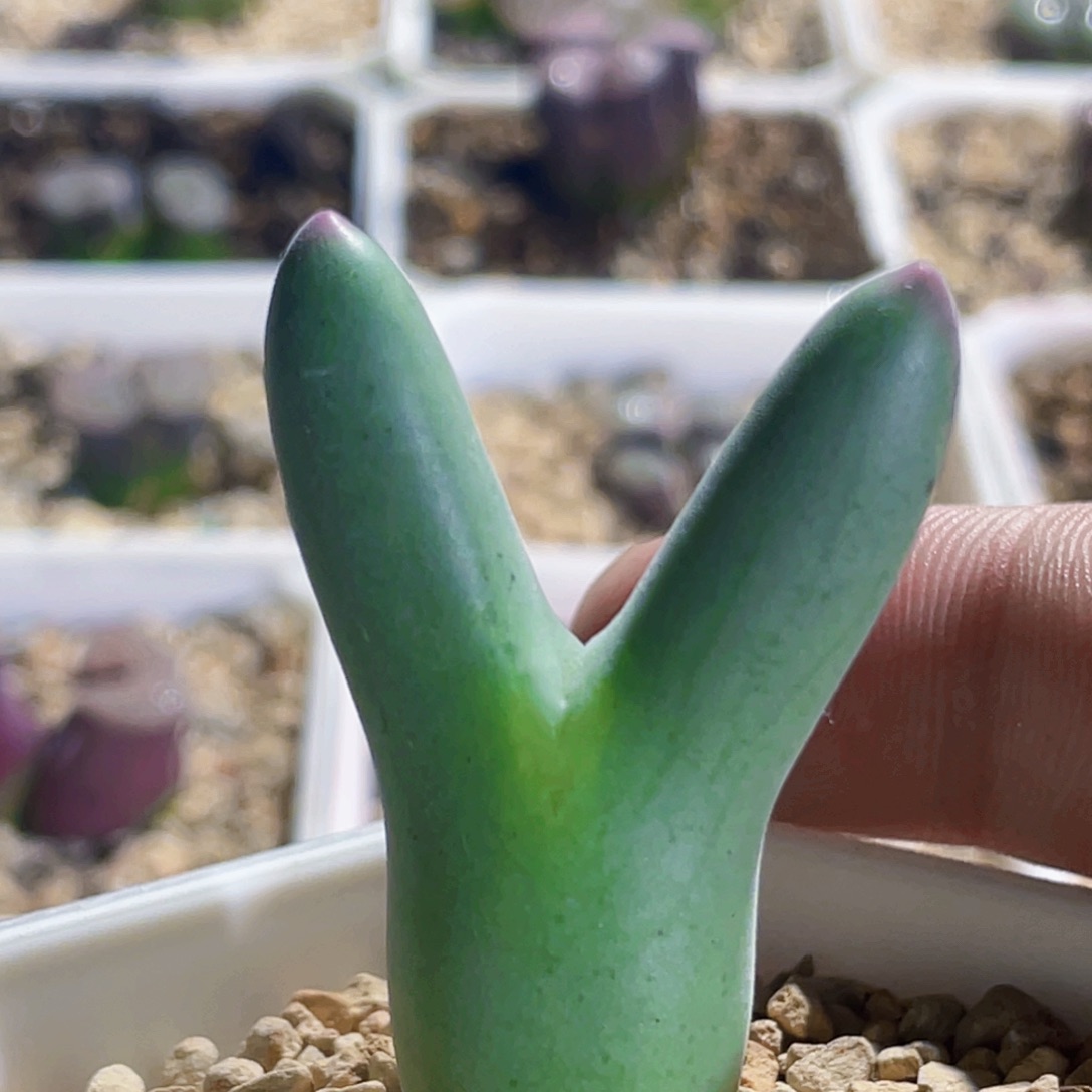 毛体皮卡丘植物一物一拍