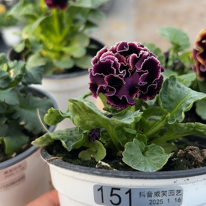 红陶抖音直播闪拍151