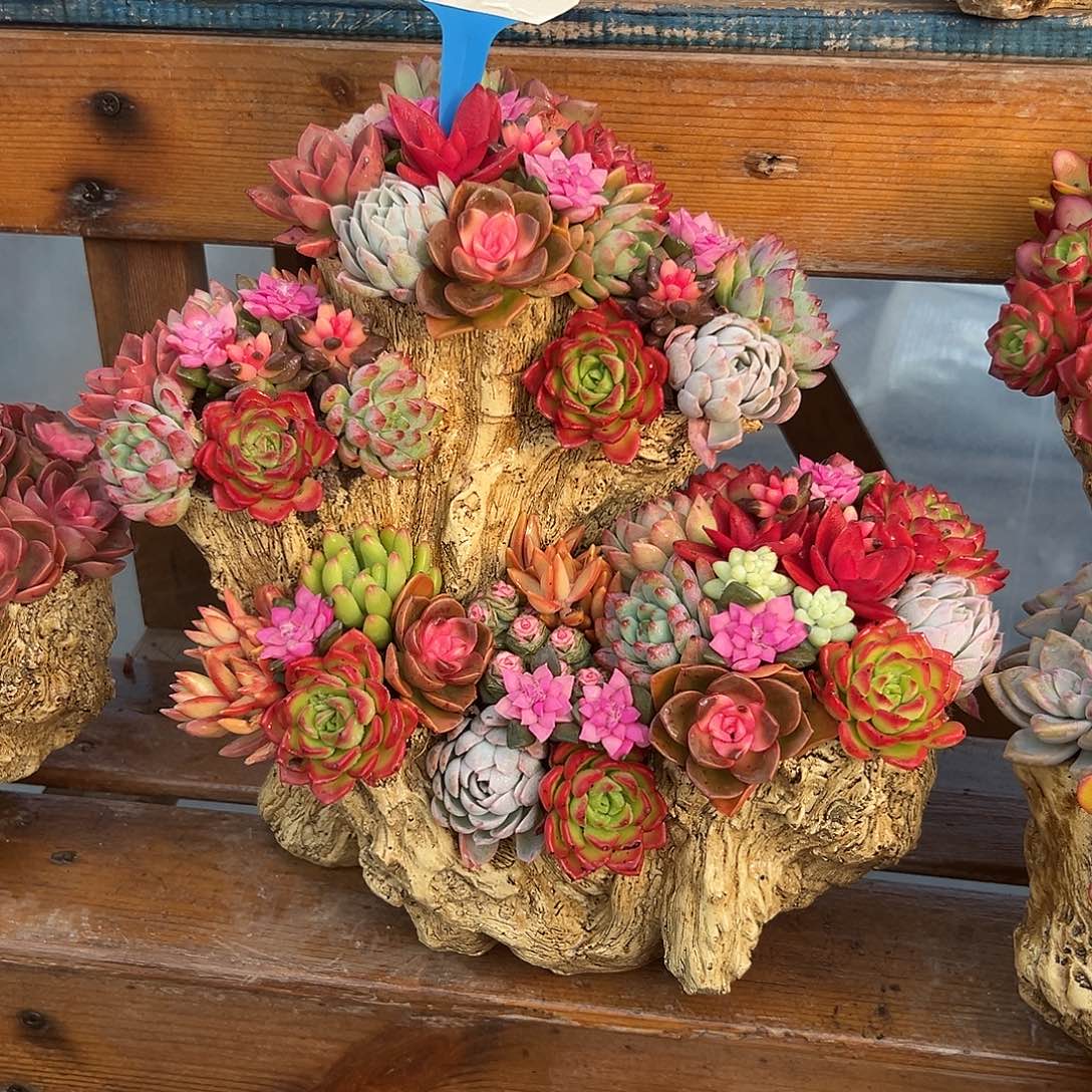 花果山木桩多肉组合花园