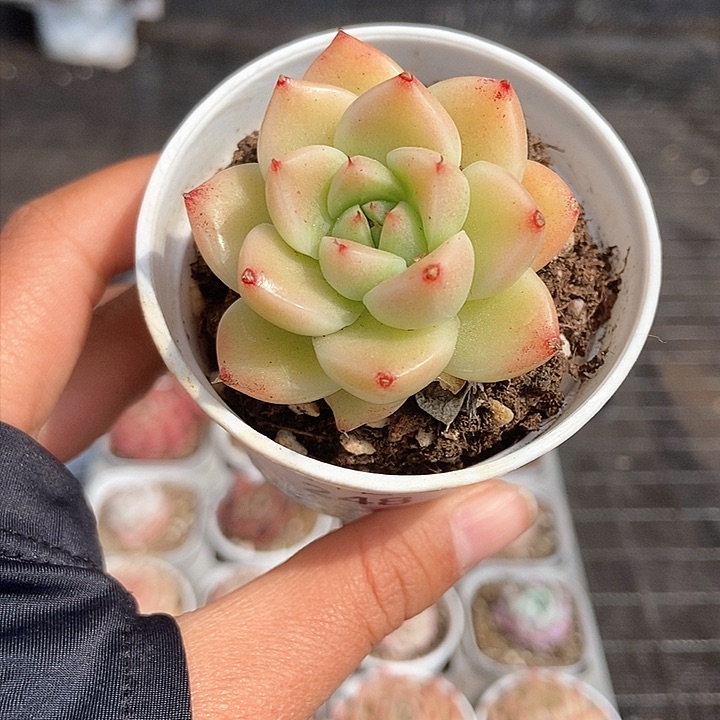 一物一拍满十元包邮发货 248