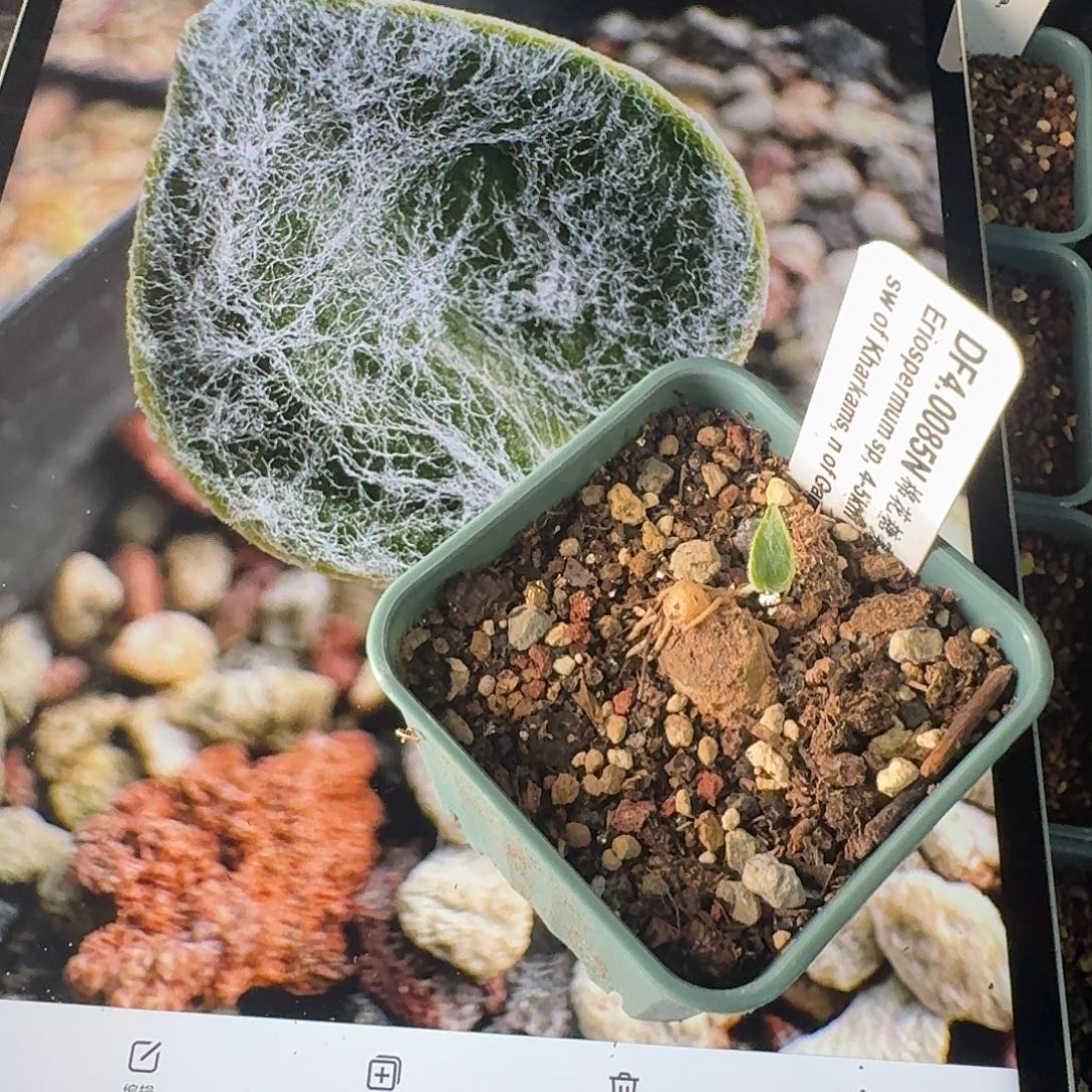 棉花糖雾冰玉表皮老伤特价带6cm盆