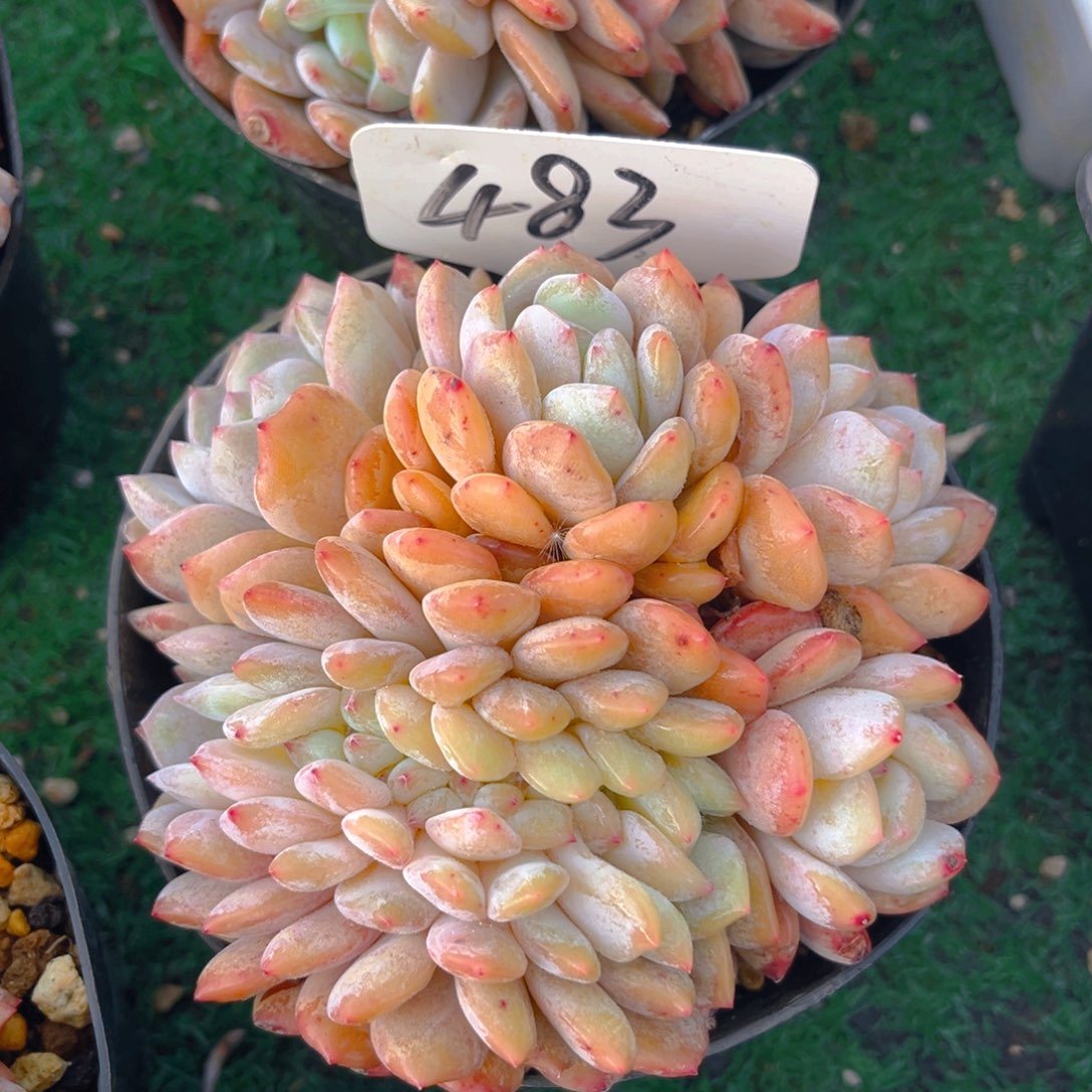 橙梦露缀888888888800