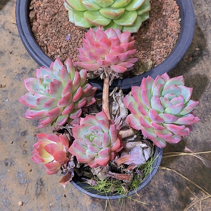 相****多肉植物小老桩群