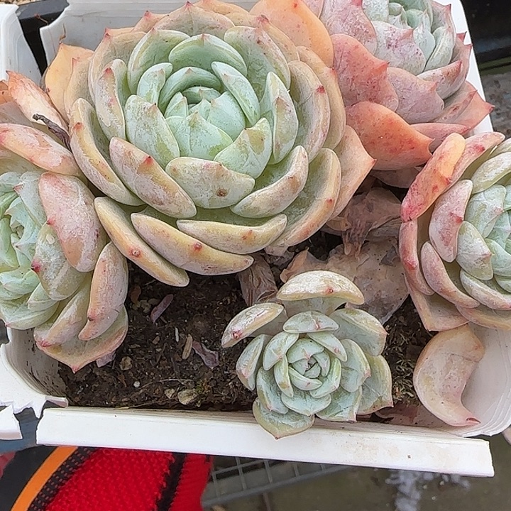 青蛙王子儿童牙膏套装11