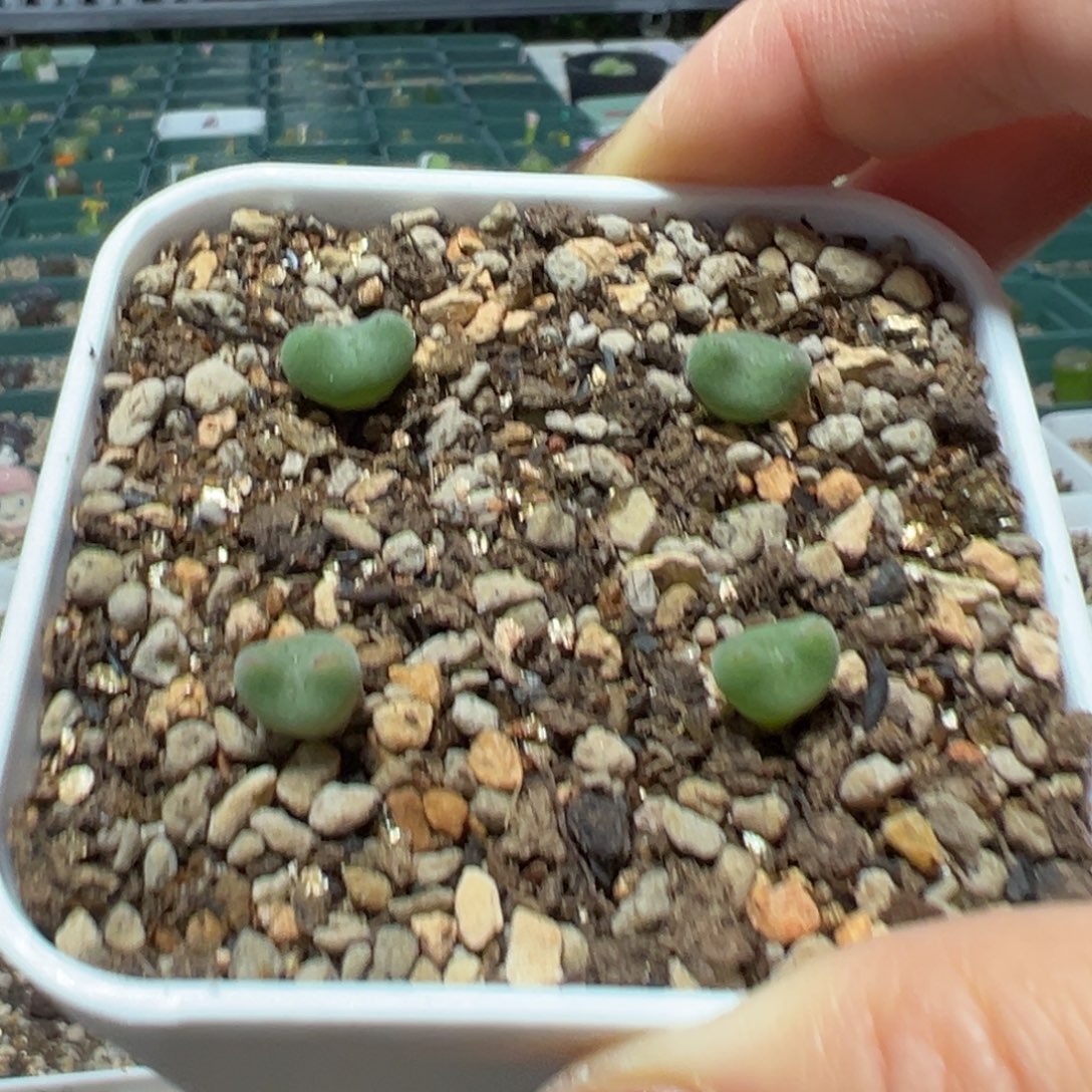 蟹***蟹毛弹弓多肉植物多肉