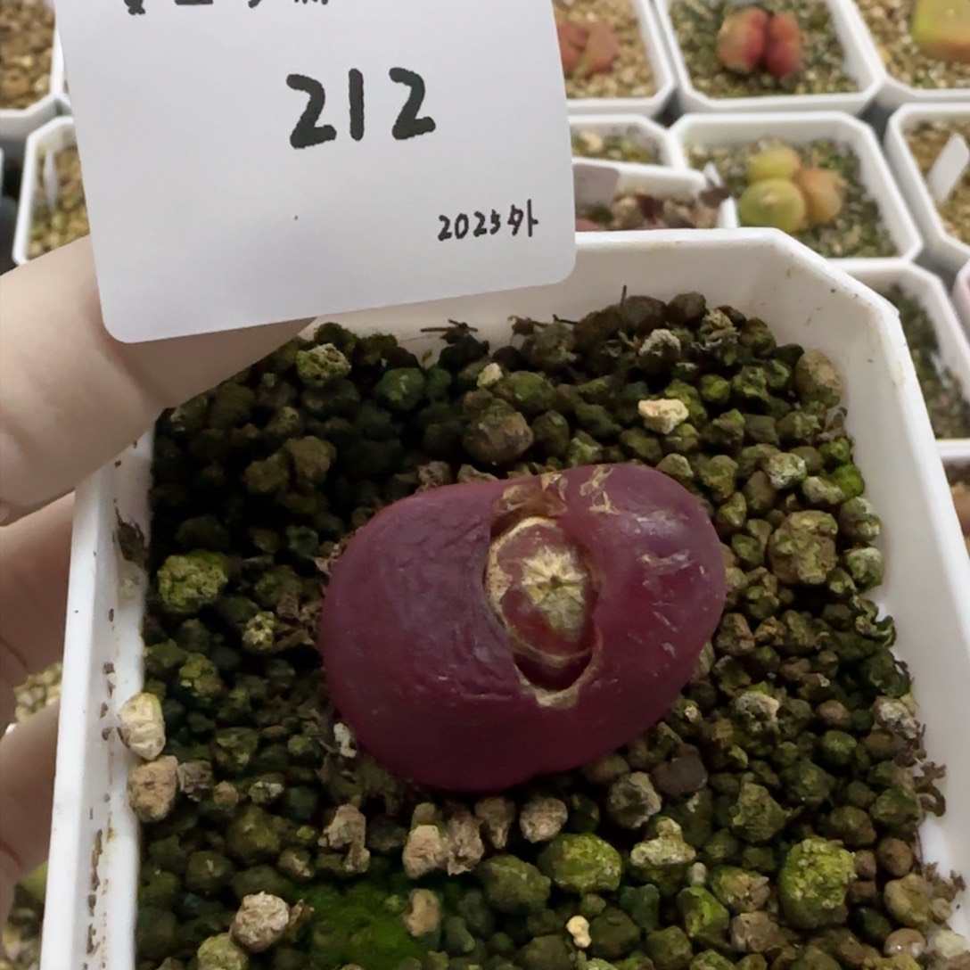 ?*炀多肉多肉多肉2025-212