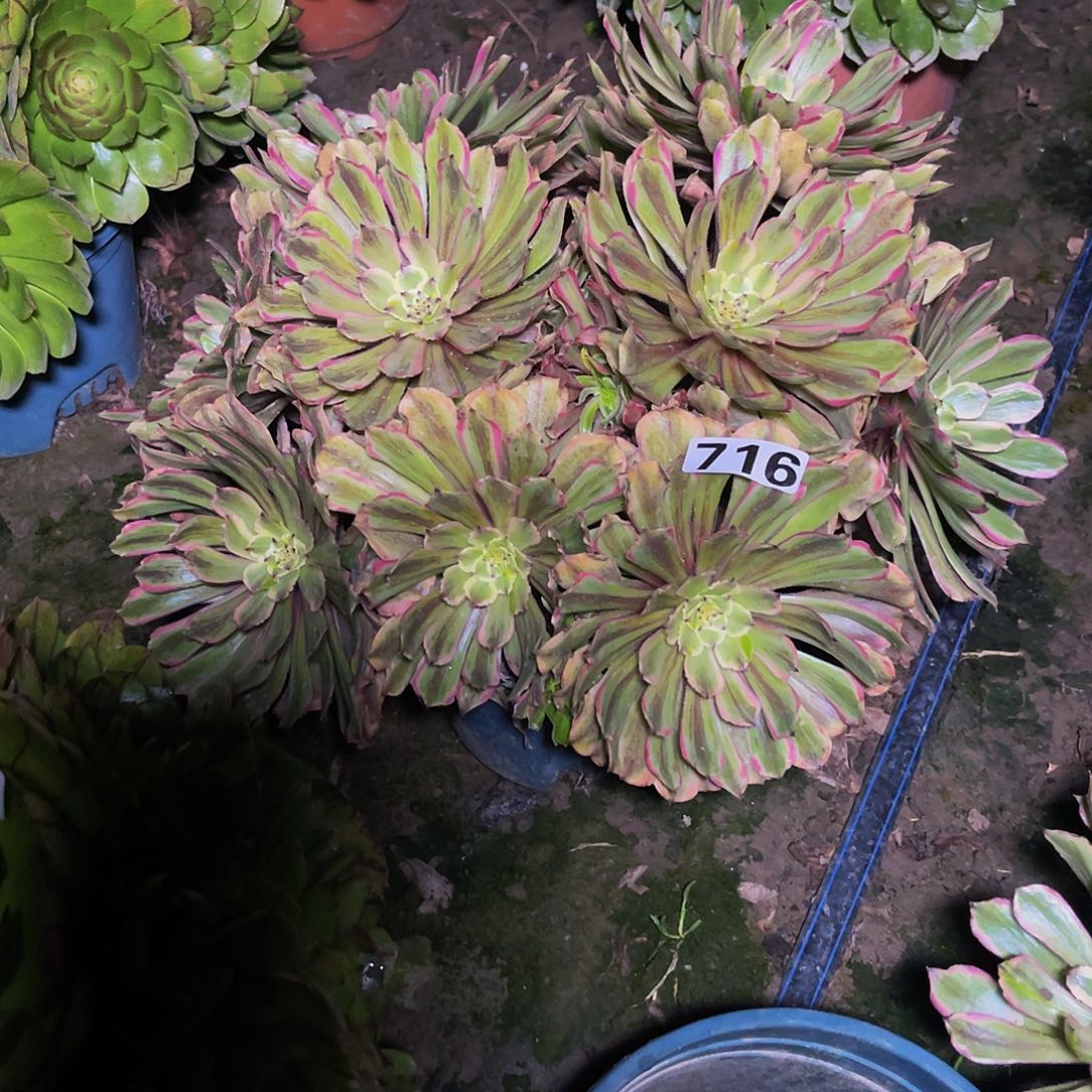 法师法师14–4包邮法师