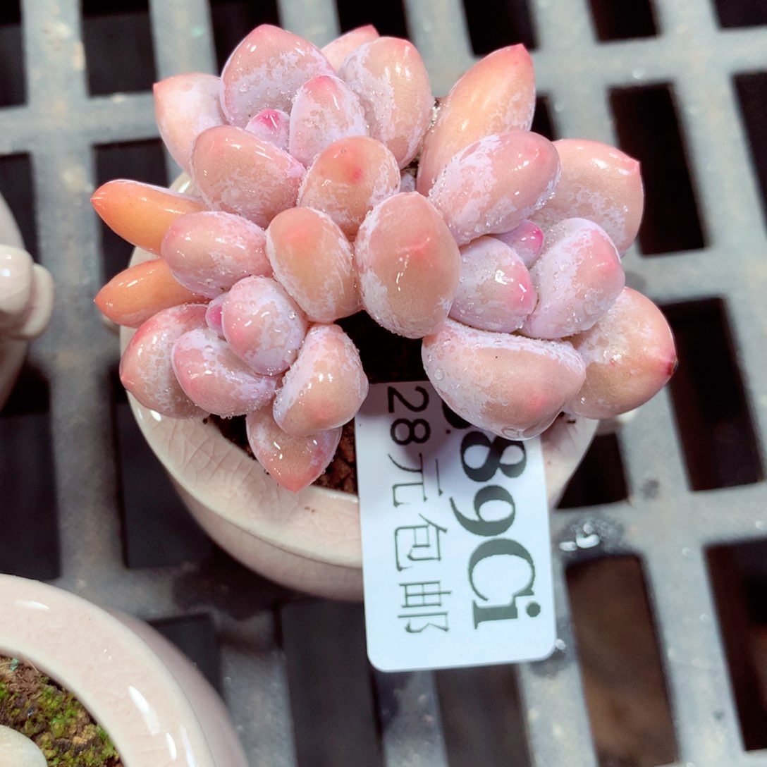 5厘米盆精控多肉389